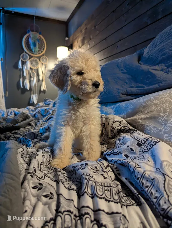 Milo – Goldendoodle puppy for sale in Hillsborough, NH