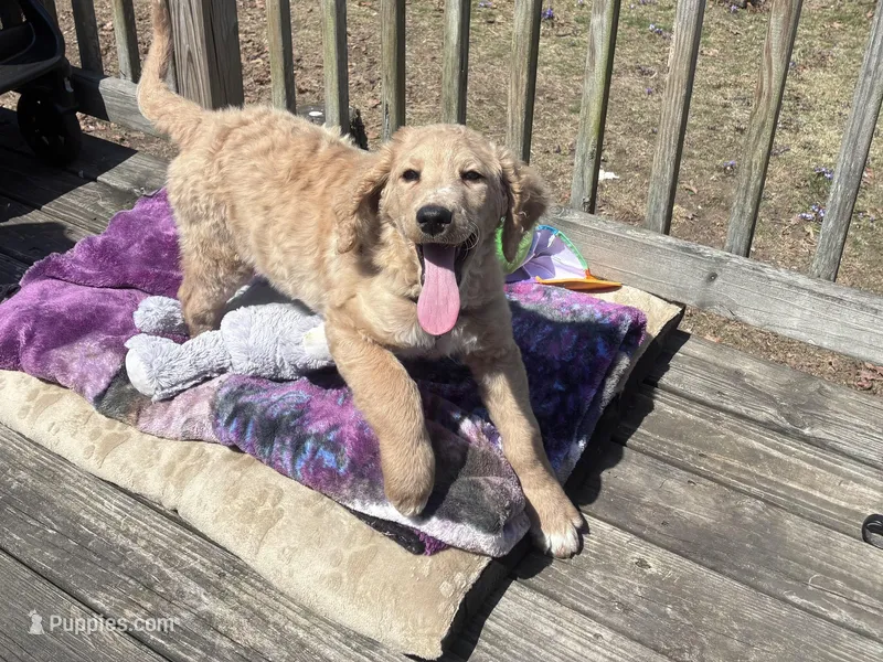 Goldie – Goldendoodle puppy for sale in Hillsborough, NH