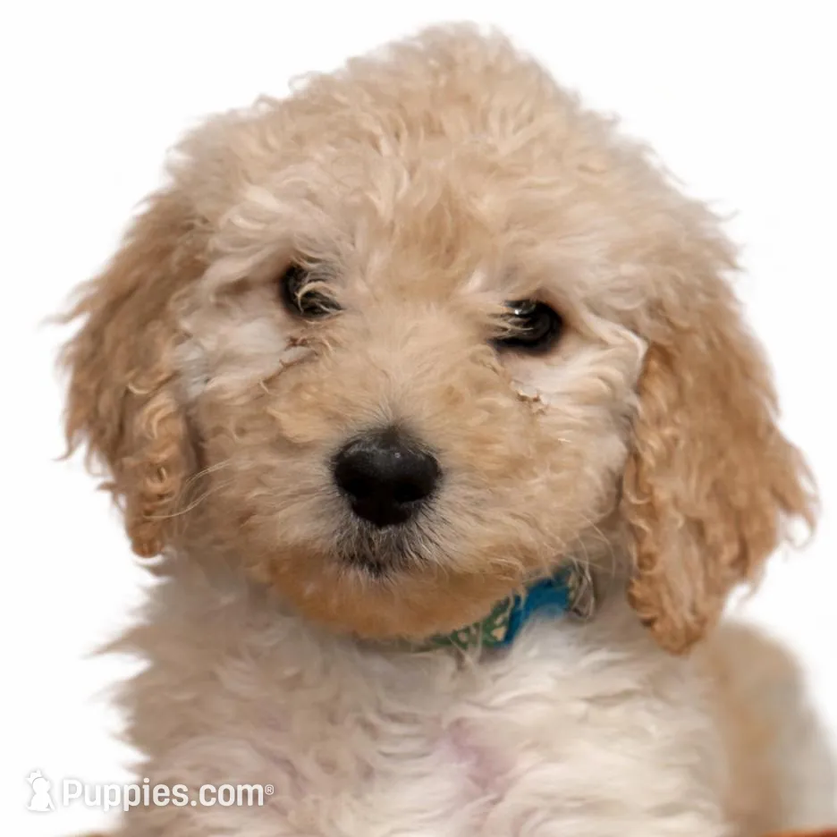 Honey, a female Goldendoodle for sale in Hillsborough, NH – Photo 1 of 1