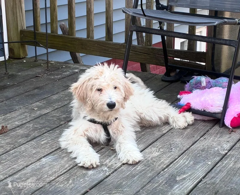 Hazel – Goldendoodle puppy for sale in Hillsborough, NH