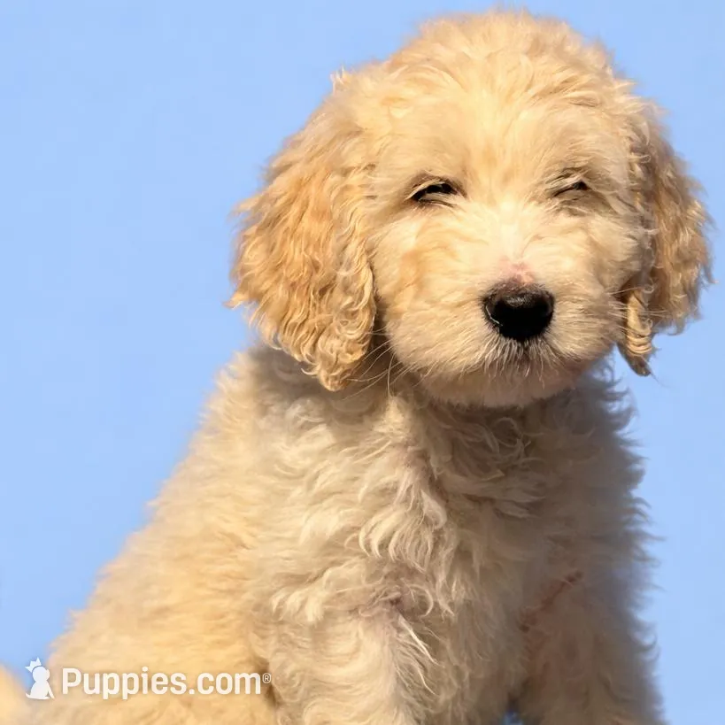 Teddy, a male Goldendoodle for sale in Hillsborough, NH – Photo 1 of 1
