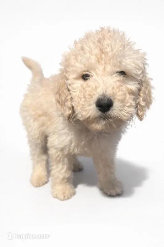 Lux , a male Goldendoodle for sale in Hillsborough, NH – Photo 1 of 1