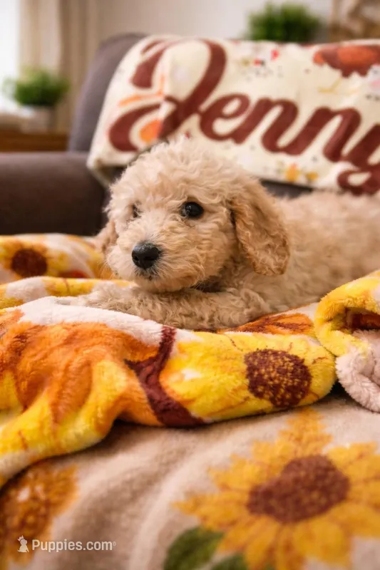 Nala – Goldendoodle puppy for sale in Hillsborough, NH