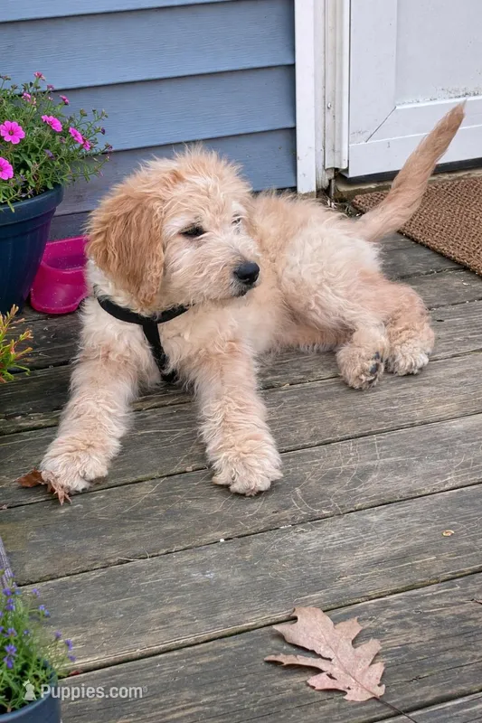 Nala – Goldendoodle puppy for sale in Hillsborough, NH