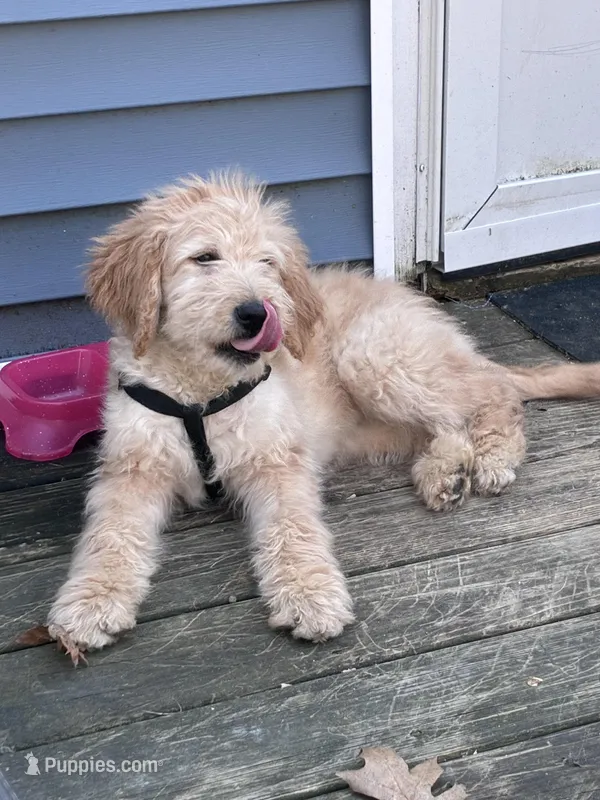 Nala – Goldendoodle puppy for sale in Hillsborough, NH