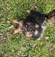 142, a male Shih Tzu and Brussels Griffon for sale in Lebanon, MO – Photo 3 of 4