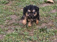 142, a male Shih Tzu and Brussels Griffon for sale in Lebanon, MO – Photo 4 of 4