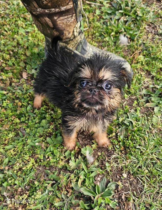 142 – Shih Tzu, Brussels Griffon puppy for sale in Lebanon, MO