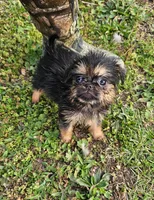 142, a male Shih Tzu and Brussels Griffon for sale in Lebanon, MO – Photo 1 of 4