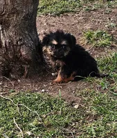 142, a male Shih Tzu and Brussels Griffon for sale in Lebanon, MO – Photo 2 of 4