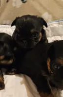 Shiffon girl, a female Shih Tzu and Brussels Griffon for sale in Lebanon, MO – Photo 4 of 4