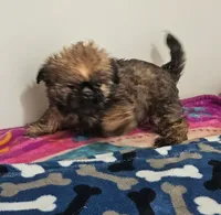 9154, a female Shih Tzu and Brussels Griffon for sale in Lebanon, MO – 4 of 5