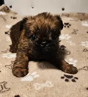 Shiffon male 159, a male Shih Tzu and Brussels Griffon for sale in Lebanon, MO – Photo 2 of 6