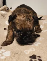 Shiffon male 159, a male Shih Tzu and Brussels Griffon for sale in Lebanon, MO – Photo 4 of 6