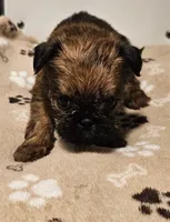 Shiffon male 159, a male Shih Tzu and Brussels Griffon for sale in Lebanon, MO – Photo 1 of 6