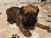 Shiffon male 159, a male Shih Tzu and Brussels Griffon for sale in Lebanon, MO – Photo 6 of 6