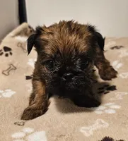 Shiffon male 159, a male Shih Tzu and Brussels Griffon for sale in Lebanon, MO – Photo 3 of 6