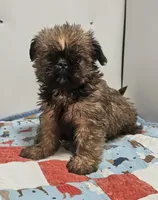 9154, a female Shih Tzu and Brussels Griffon for sale in Lebanon, MO – 1 of 5