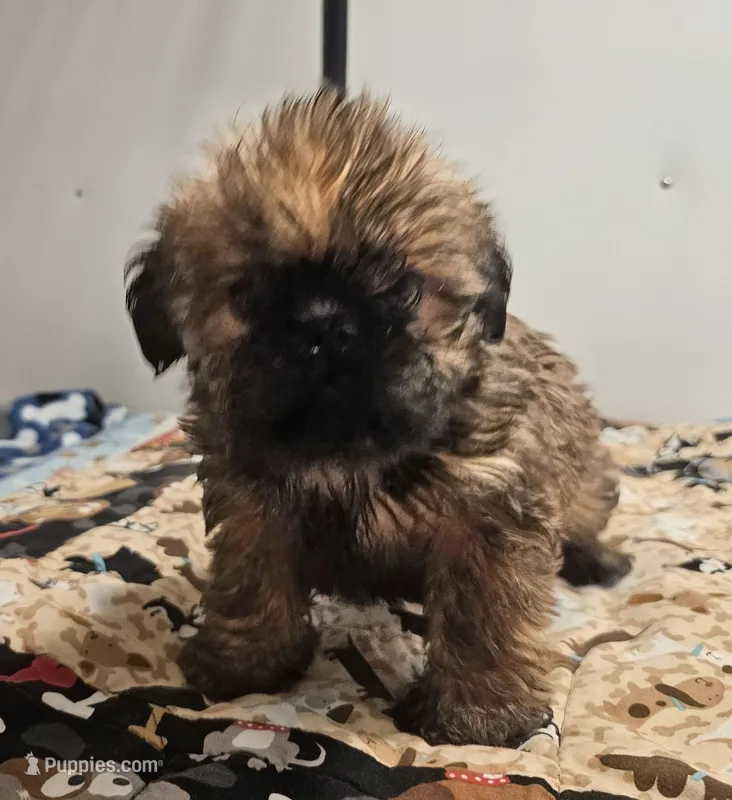 9150 – Shih Tzu, Brussels Griffon puppy for sale in Lebanon, MO