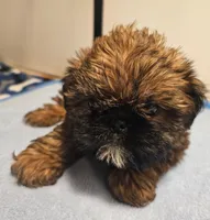 9145, a male Shih Tzu and Brussels Griffon for sale in Lebanon, MO – 7 of 7