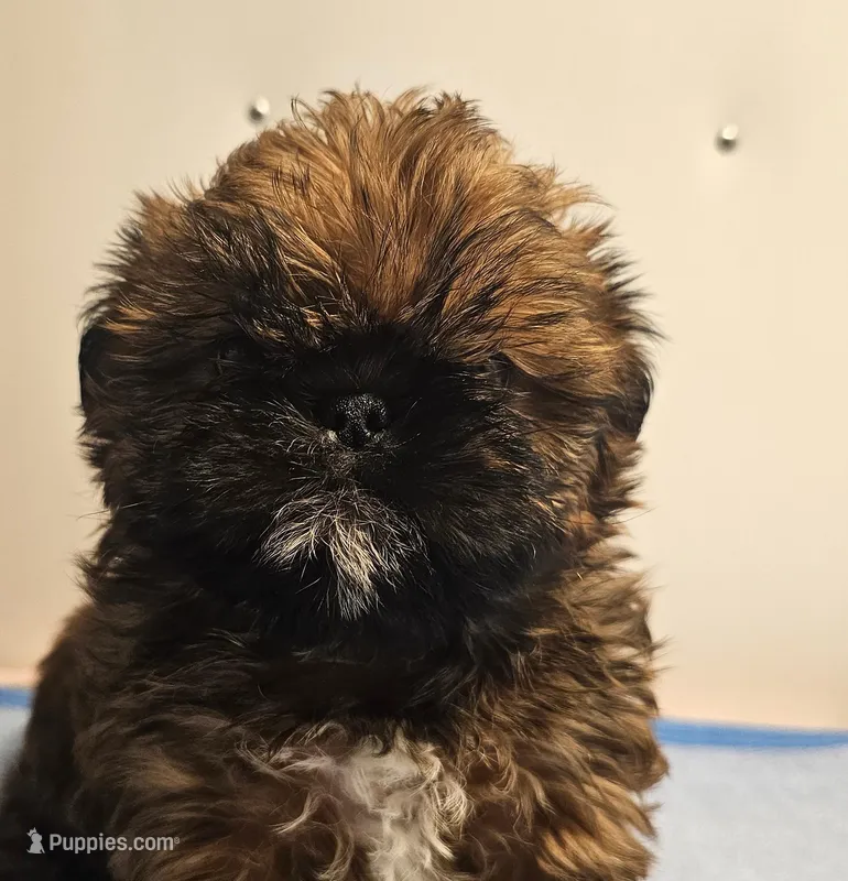 9145 – Shih Tzu, Brussels Griffon puppy on hold in Lebanon, MO