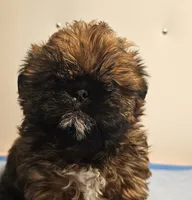 9145, a male Shih Tzu and Brussels Griffon for sale in Lebanon, MO – 1 of 7