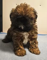 9145, a male Shih Tzu and Brussels Griffon for sale in Lebanon, MO – 4 of 7