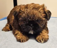 9145, a male Shih Tzu and Brussels Griffon for sale in Lebanon, MO – Photo 5 of 5