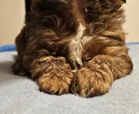 9145, a male Shih Tzu and Brussels Griffon for sale in Lebanon, MO – Photo 3 of 5