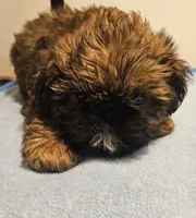 9145, a male Shih Tzu and Brussels Griffon for sale in Lebanon, MO – 6 of 7