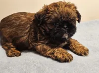 9145, a male Shih Tzu and Brussels Griffon for sale in Lebanon, MO – Photo 4 of 5