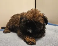 9145, a male Shih Tzu and Brussels Griffon for sale in Lebanon, MO – 2 of 7