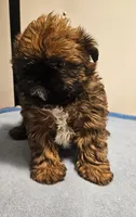 9145, a male Shih Tzu and Brussels Griffon for sale in Lebanon, MO – 3 of 7