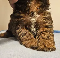 9145, a male Shih Tzu and Brussels Griffon for sale in Lebanon, MO – 5 of 7