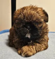 9145, a male Shih Tzu and Brussels Griffon for sale in Lebanon, MO – Photo 2 of 5