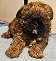 9145, a male Shih Tzu and Brussels Griffon for sale in Lebanon, MO – Photo 1 of 5