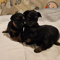 Black/tan girl, a female Shih Tzu and Brussels Griffon for sale in Lebanon, MO – Photo 5 of 5