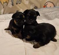 Black/tan girl, a female Shih Tzu and Brussels Griffon for sale in Lebanon, MO – Photo 5 of 5