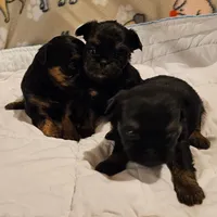 Black/tan girl, a female Shih Tzu and Brussels Griffon for sale in Lebanon, MO – Photo 2 of 5