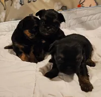 Black/tan girl, a female Shih Tzu and Brussels Griffon for sale in Lebanon, MO – Photo 2 of 5