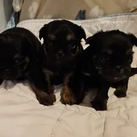 Black/tan girl, a female Shih Tzu and Brussels Griffon for sale in Lebanon, MO – Photo 1 of 5