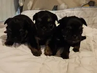 Black/tan girl, a female Shih Tzu and Brussels Griffon for sale in Lebanon, MO – Photo 1 of 5