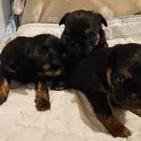 Black/tan girl, a female Shih Tzu and Brussels Griffon for sale in Lebanon, MO – Photo 4 of 5