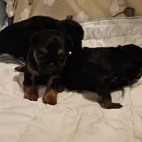 Black/tan girl, a female Shih Tzu and Brussels Griffon for sale in Lebanon, MO – Photo 3 of 5