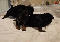 Black/tan girl, a female Shih Tzu and Brussels Griffon for sale in Lebanon, MO – Photo 3 of 5