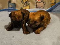 Shiffon boy, a male Shih Tzu and Brussels Griffon for sale in Lebanon, MO – Photo 4 of 5