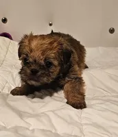 Shiffon boy 158, a male Shih Tzu and Brussels Griffon for sale in Lebanon, MO – Photo 2 of 6