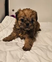 Shiffon boy 158, a male Shih Tzu and Brussels Griffon for sale in Lebanon, MO – Photo 3 of 6