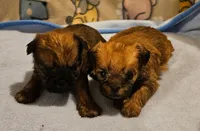Shiffon boy, a male Shih Tzu and Brussels Griffon for sale in Lebanon, MO – Photo 2 of 5