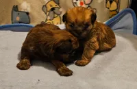 Shiffon boy, a male Shih Tzu and Brussels Griffon for sale in Lebanon, MO – Photo 3 of 5